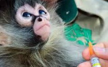 Sida: résultats prometteurs d'un vaccin expérimental sur des singes
