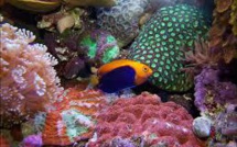 Coraux, poissons: un réchauffement de 2°C limiterait la casse dans les océans