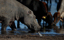 Botswana: des hippopotames piégés par la sécheresse