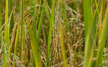 Un tribunal philippin suspend la production d'un OGM pour des craintes en matière de sécurité