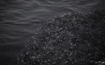 Le Pérou crée une réserve naturelle marine à la frontière avec l'Equateur