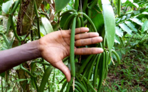 A Mayotte, l’agriculture biologique se structure petit à petit