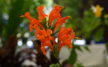 Punaauia en fleur jusqu’au 12 mai