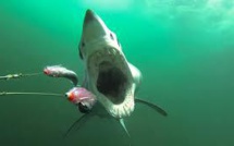 Des appâts accrochés aux caméras pour compter les requins