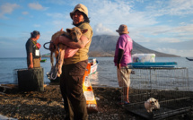Près d'un volcan indonésien, des bénévoles sauvent les animaux malgré l'état d'alerte maximum