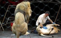Mexique : les cirques ne pourront plus utiliser d'animaux sauvages