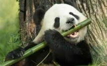 La lenteur du panda explique qu'il s'accommode du bambou