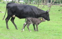 Un agriculteur de Haute-Saône rencontre des éleveurs des îles Sous-le-Vent