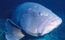 Le mystère de la reproduction des mérous sur Arte