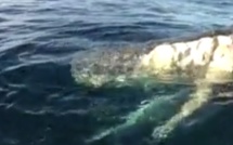 Australie: un cachalot mort dévoré par cinq requins