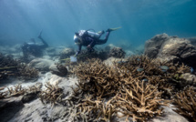 Blanchissement de coraux en Thaïlande: fermeture d'une île