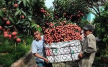 La guerre du litchi, révélatrice de la dépendance du Vietnam envers le marché chinois