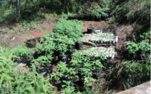 1150 pieds de paka découverts aux Australes et à Rurutu