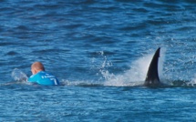 Surf pro - Championnat du Monde : Attaque de requin en pleine finale, la compétition arrêtée.