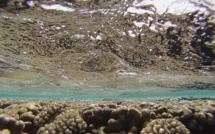 D'où vient le chlordécone de nos récifs ?