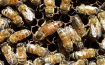 L'importation de miel de nouveau autorisée en Polynésie