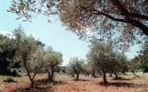 Un premier cas de Xylella Fastidiosa (bactérie tueuse d'olivier) détecté en Corse du sud