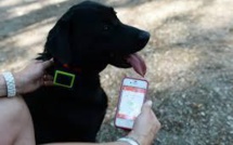 Chiens et chats sous surveillance avec des objets connectés