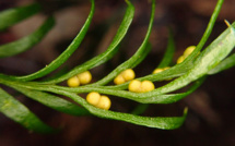 Nouvelle-Calédonie: une petite fougère décroche le record du plus grand génome au monde