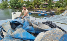 Toa Vivish : “La filière est en danger”