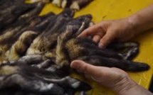 Chine: dans la ville des JO-2022, un paradis controversé de la fourrure