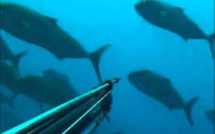 Un pêcheur en apnée se noie à Taha’a, son corps coincé dans une galerie par 12 m de fond