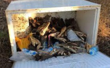 Des dizaines de têtes de crocodiles décomposées retrouvées en Australie