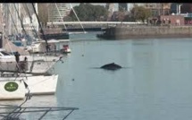 Une baleine perdue dans le port de Buenos Aires
