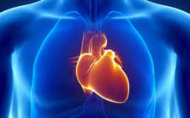 Une mutation génétique permet au coeur de s'adapter au manque d'oxygène