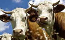 Un complément alimentaire donné aux vaches pour la lutte climatique