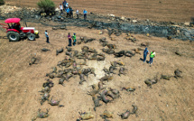 Feu de végétation en Turquie: au moins onze morts, hécatombe de bétail