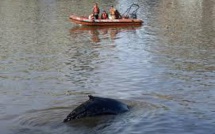 Doutes sur la survie du baleineau égaré à Buenos Aires