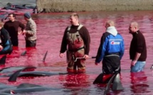 les Féroé: cinq opposants à la chasse à la baleine condamnés