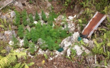 Trois plantations de paka détruites à Rimatara