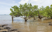 Puits de carbone et de biodiversité, la mangrove de Mayotte en danger
