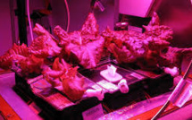 Des astronautes ont goûté pour la première fois de la salade cultivée dans l'espace