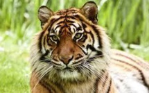 Indonésie: quatre braconniers interpellés pour avoir tué un tigre de Sumatra