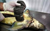 L'esturgeon, victime de son caviar, tente de renaître dans le Danube
