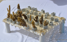 Deux projets de recherche obtiennent des financements du ministère de l'Outre-mer