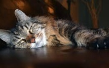 A 26 ans, Corduroy, amateur de cheddar, devient le plus vieux chat du monde