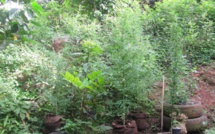 198 plants de paka détruits à Nuku Hiva