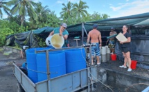 Les post-larves de crevettes à la loupe