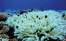 L’Ifrecor officialise son antenne polynésienne