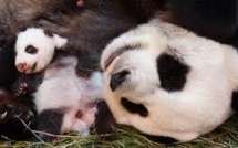 Un panda géant donne naissance à un petit en Malaisie