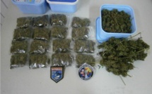 En rogne, elle guide les gendarmes jusqu’aux réserves de paka de son tane