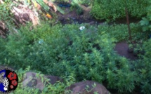 604 plants de paka détruits à la Presqu'île