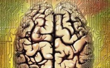 Des chercheurs produisent un mini-cerveau humain presque complet en laboratoire