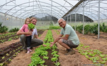 Salades, tomates et concombres bio bientôt livrés en panier