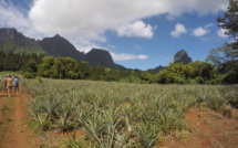 Randonnée : A travers les ananas et les mape, pour atteindre les trois cocotiers