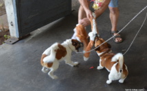 Deux chiens néo-zélandais pour sauver Rimatara et Ua Huka du rat noir